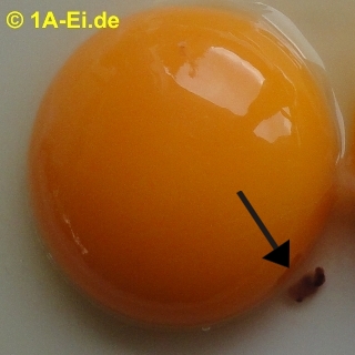 Blut im sperma durch viagra